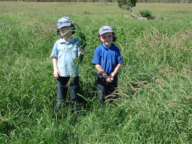 phase 2 ideal grazing grazingbmp bmpgrazing